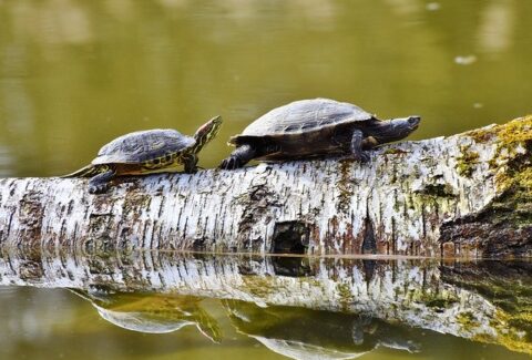 turtles-3289690_640
