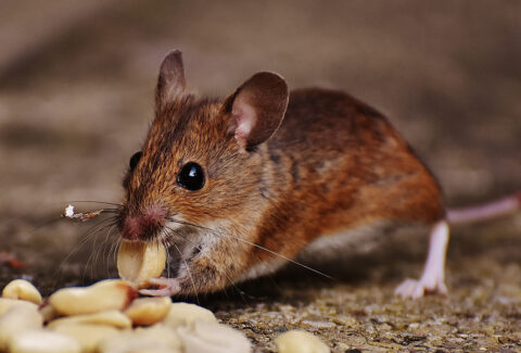 Mouse